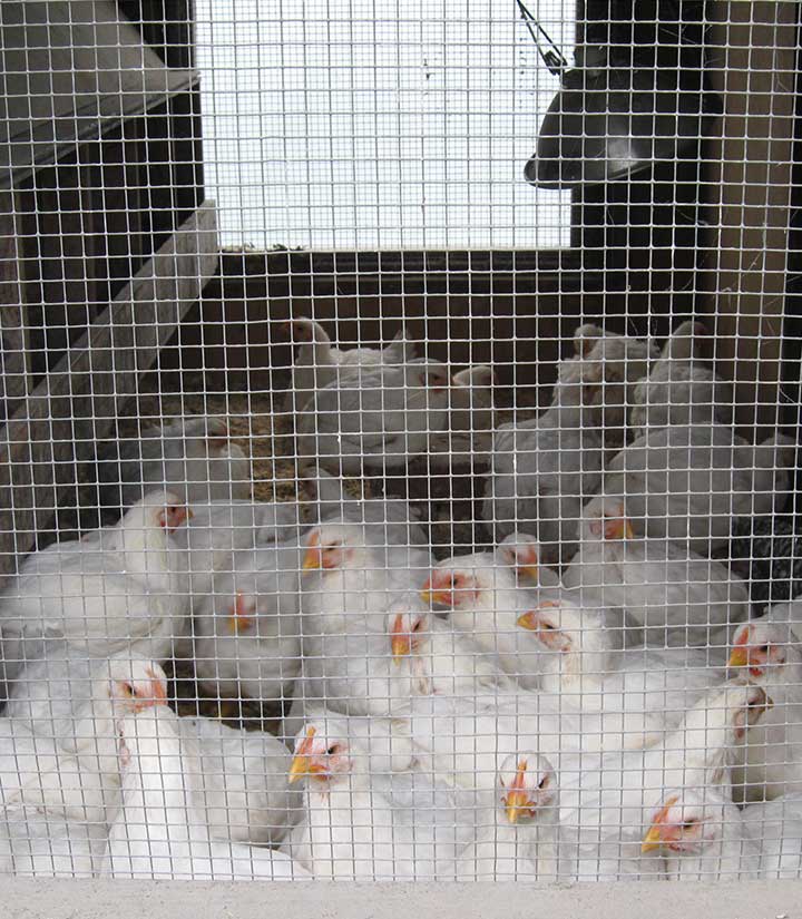 Stainless Steel Welded Wire Mesh in Kolkata